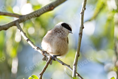 Preview: Remez Bird Sitting On Branch