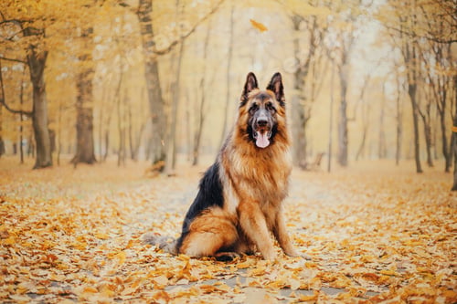Preview: German Shepherd dog with leaves in autumn. Dog in nature. Autumn mood. Shepherd dog in falling leave