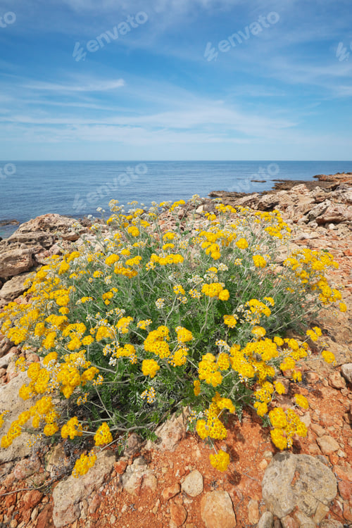 Preview: Bush of yellow flower on seashore.