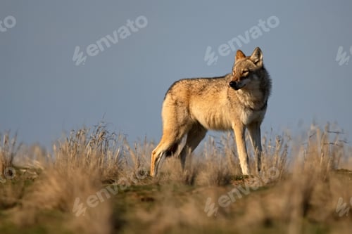 Preview: Eurasian wolf or Canis lupus lupus walks in steppe