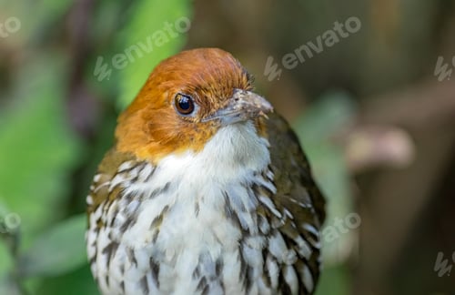 Preview: Chestnut-Crowned Antpitta (Grallaria ruficapilla). Portrait of a small crawling bird