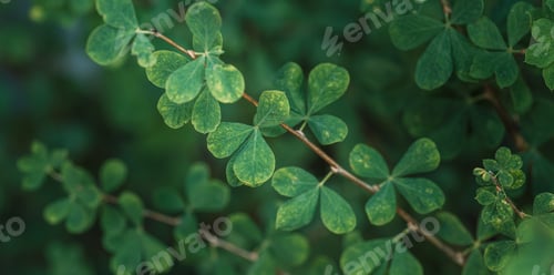 Preview: Shrub background with green leaves against blurred background
