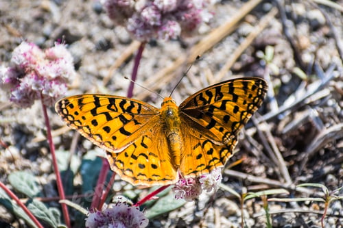 Preview: Pacific fritillary butterfly