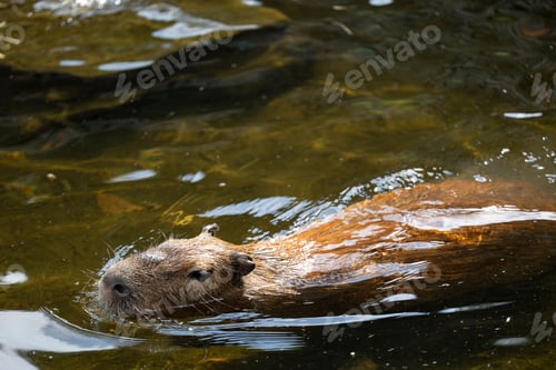 Preview: Capybara swimming in a sunlit pond