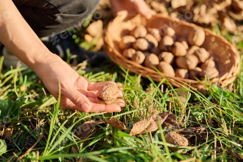 Preview: Close-up of ripe walnuts in hands of woman picking nuts in basket