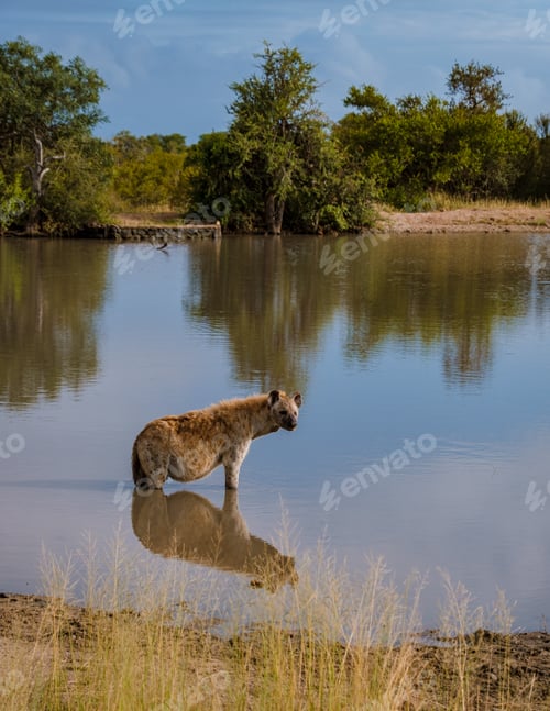 Preview: Pregnant Hyena in water lake with reflection at Kruger National park South Africa