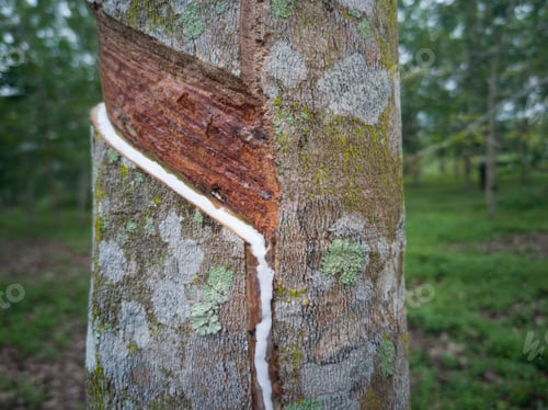 Preview: Latex flows from the incision of the bark