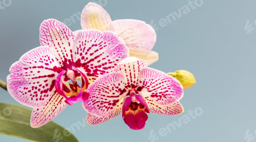 Preview: Orchids flowers purple white color closeup on pastel blue