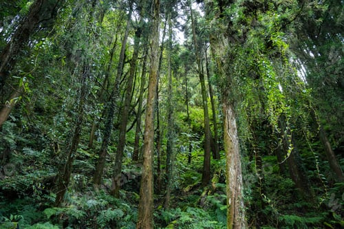 Preview: Tropical forest in hiking trail