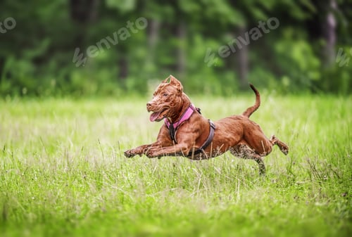 Preview: Beautiful Brown American Pit Bull Terrier dog running on the field