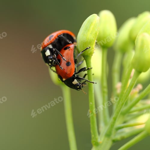 Preview: Ladybug perched on a tiny plant basking in sunlight