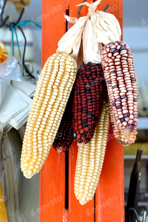 Preview: Corn cobs hanging for sale