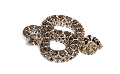 Preview: western diamondback rattlesnake or Texas diamond-back, venomous snake against white background