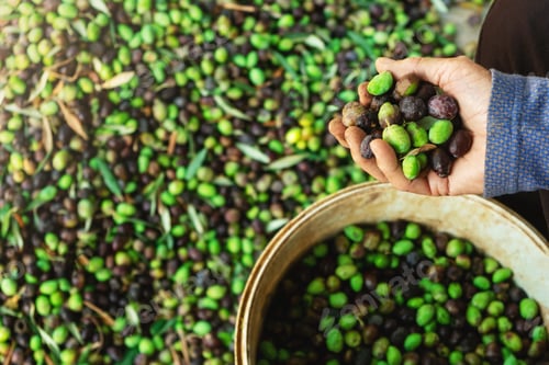 Preview: Hand with green fresh harvested olives