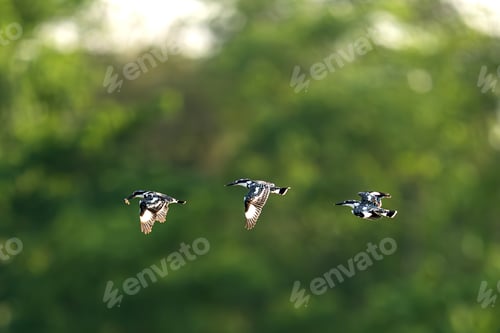 Preview: Pide Kingfisher bird.