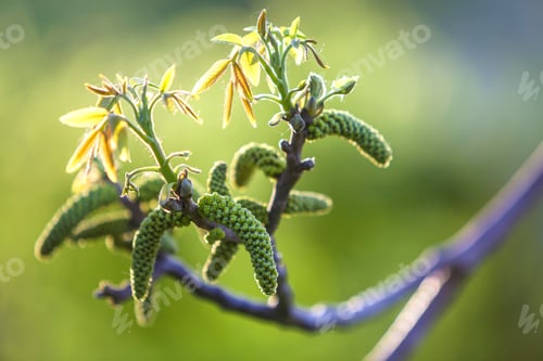 Preview: Walnut blooms. Flowers of walnut on tree branch on copy space blurred background. Selective focus.