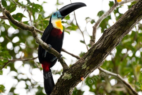 Preview: toucan, bird, colours, tropics