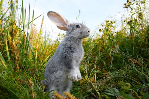 Preview: Cautious hare