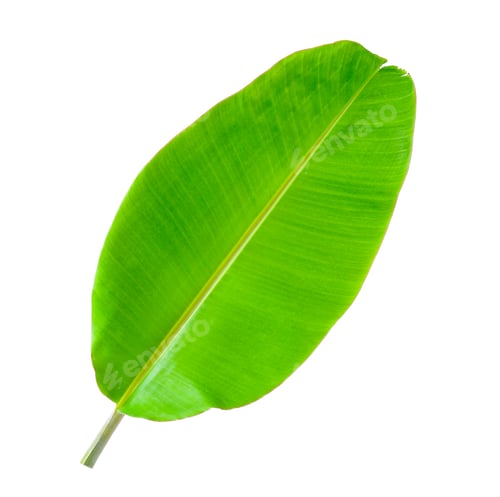 Preview: Banana Leaf isolated on white background