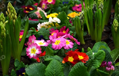 Preview: Panoramic Multicolor Primrose Primula Vulgaris blossom.Many Country Primula Flowers,top view banner.