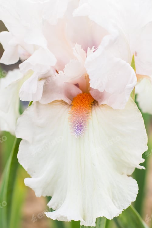 Preview: Beautiful multicolored iris flower.