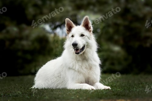 Preview: White Swiss Shepherd, 3 years old, in park