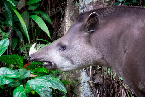 Preview: South American tapir (Tapirus terrestris), also commonly called the Brazilian tapir