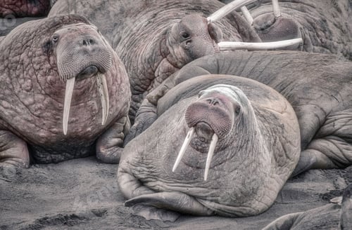 Preview: Herd of Walruses (Odobenus) on the seashore in Alaska, Aleutian Archipelago