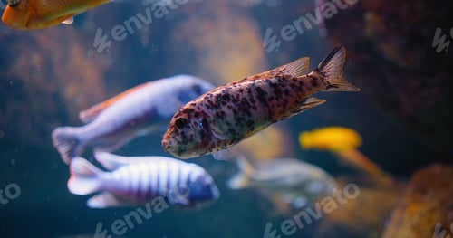 Preview: Labeotropheus colored fish, family Cichlidae endemic to Lake Malawi in East Africa. Cichlids are