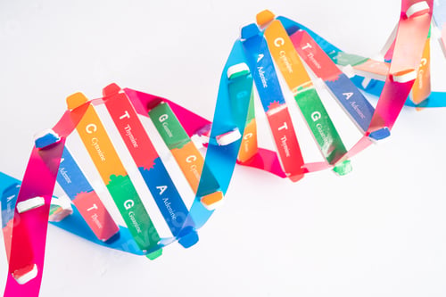 Preview: DNA or Deoxyribonucleic acid is a double helix chains structure formed by base pairs attached