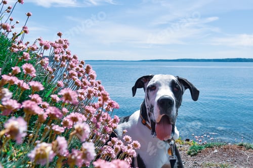 Preview: Pink Spring flowers blooming on a seaside hill with happy harlequin great dane puppy dog.