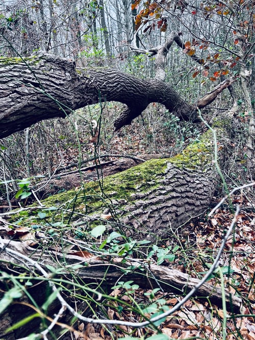 Preview: Fallen trees in the woods.
