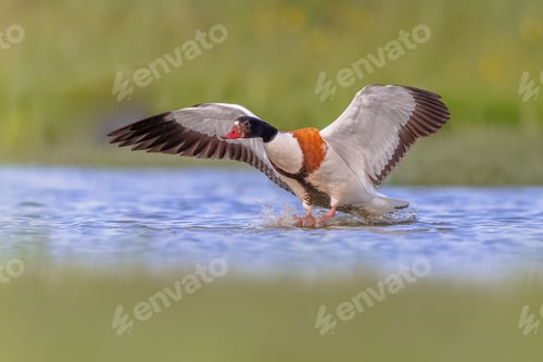 Preview: Common Shelduck coming in for landing