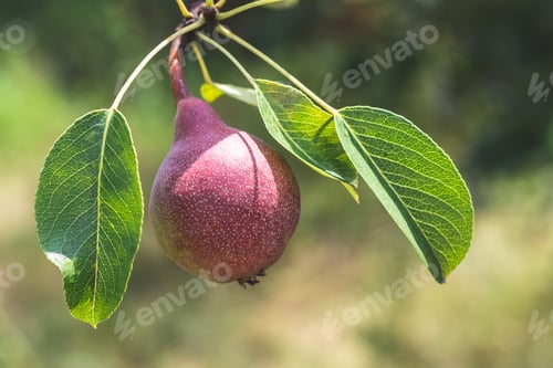 Preview: Ripe red pear on tree branch. Organic cultivar pears in natural environment. Crop of fruits