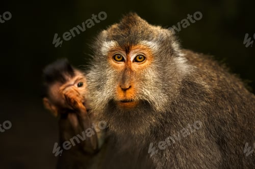 Preview: Wild Monkey Family