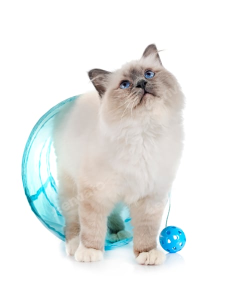 Preview: birman cat in studio