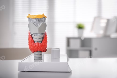 Preview: Thyroid gland model on white table in hospital, space for text