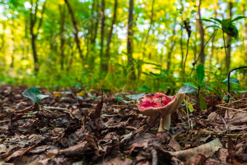 Preview: Russula mushroom in the forest