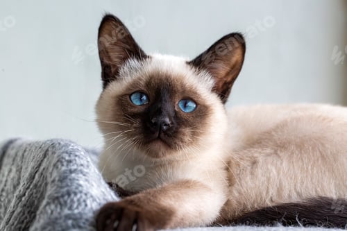 Preview: Cute kitten siamese cat indoor