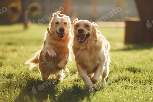 Preview: Running together. Two beautiful Golden Retriever dogs have a walk outdoors in the park together