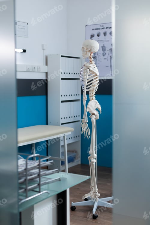Preview: Side view of human skeleton structure standing in empty medical office