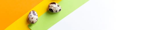 Preview: Creative layout with Fresh organic quail egg on bright yellow background. Quail eggs pattern. Happy