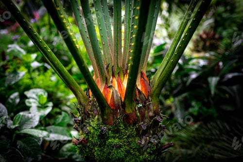Preview: Vibrant tropical plant with flame-shaped foliage