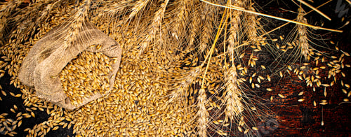 Preview: Grains of rye on the table and in the bag.