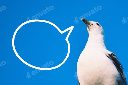 Preview: Minimal closeup of seagull against blue sky with a blank speech bubble to be filled with a message