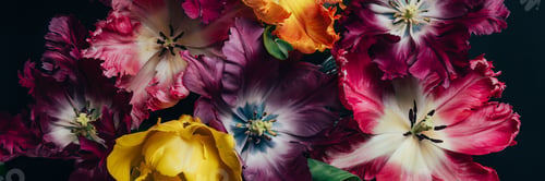 Preview: Bunch of Parrot Style Tulips