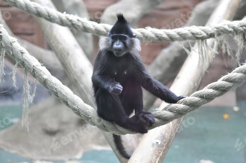 Preview: A little monkey is sitting on a rope.