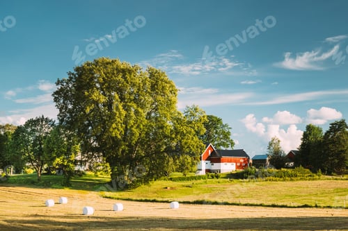 Preview: Swedish Rural Landscape Field With Dry Hay Bales Rolls After Harvest In Sunny Evening. Farmland With
