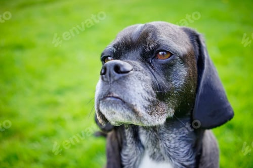 Preview: Portrait of an Aging Canine Old Dog