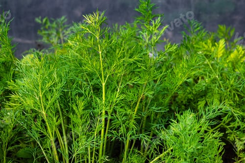 Preview: Young Dill Plants In Soil, Plantation In Country Garden. Growing Fennel
